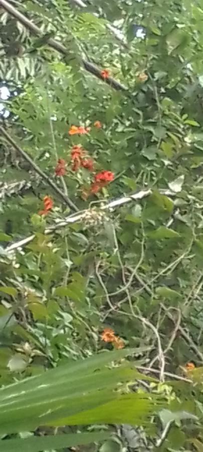 Flower Inn Sigiriya Ngoại thất bức ảnh