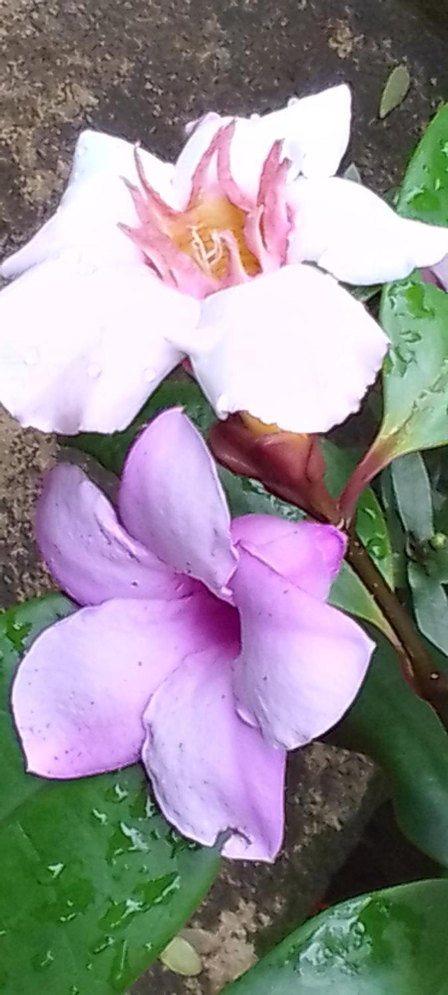 Flower Inn Sigiriya Phòng bức ảnh